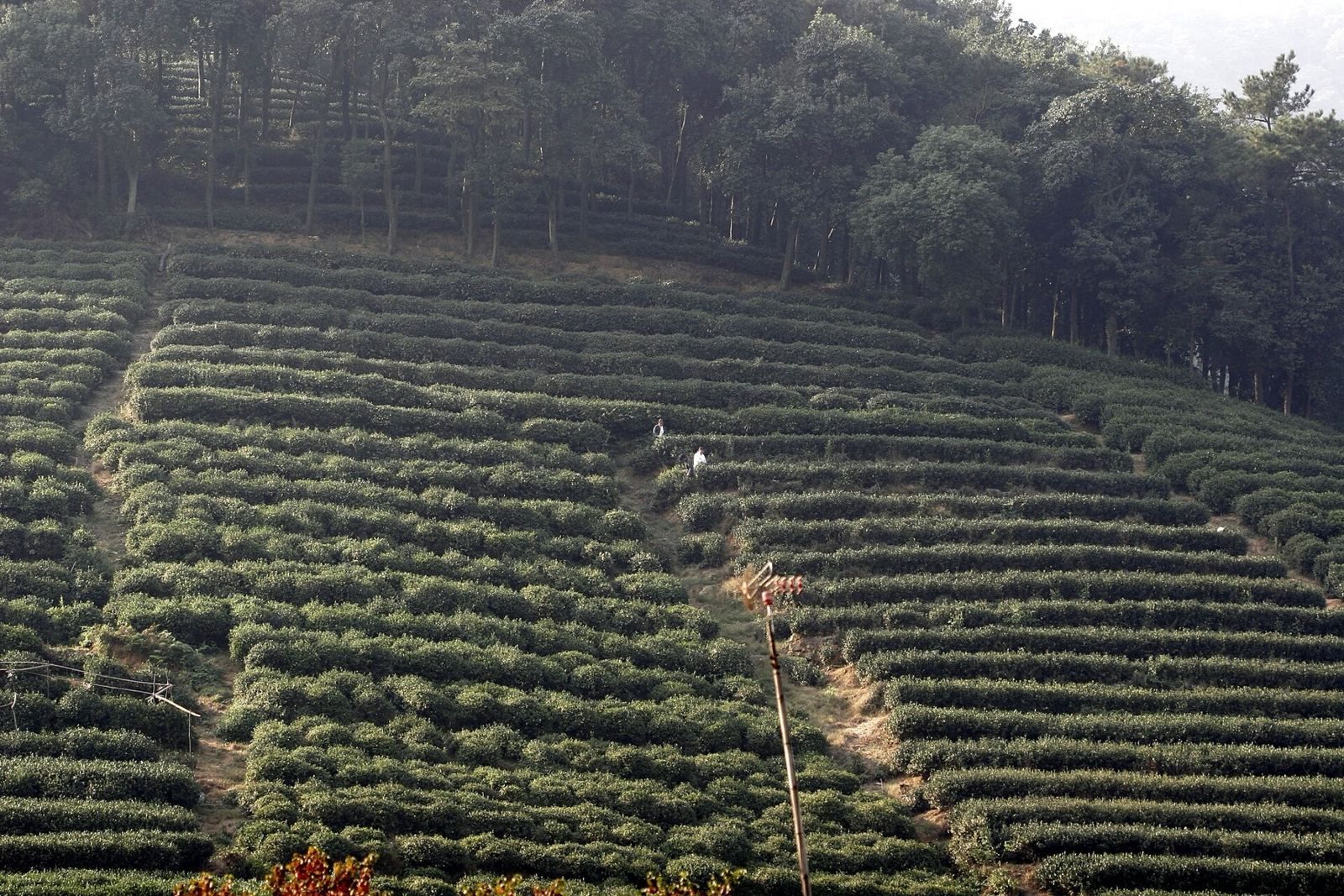 West Lake on foot and by boat, then tea in a Longjing farmer's house, photo 2